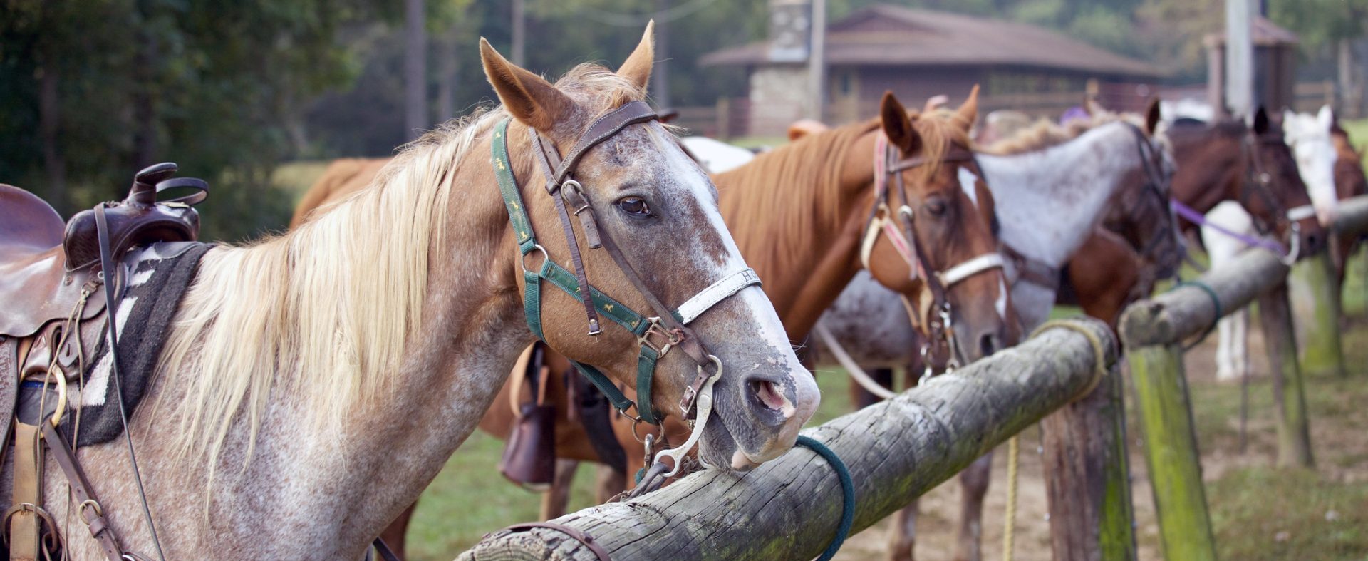 Horses