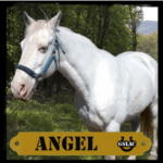 Angel the horse graphic