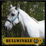 Bullwinkle the horse graphic