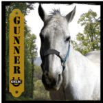 Gunner the horse graphic