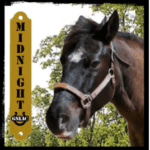 midnight the horse graphic