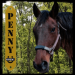 Penny the horse graphic