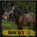 Rocky the horse graphic
