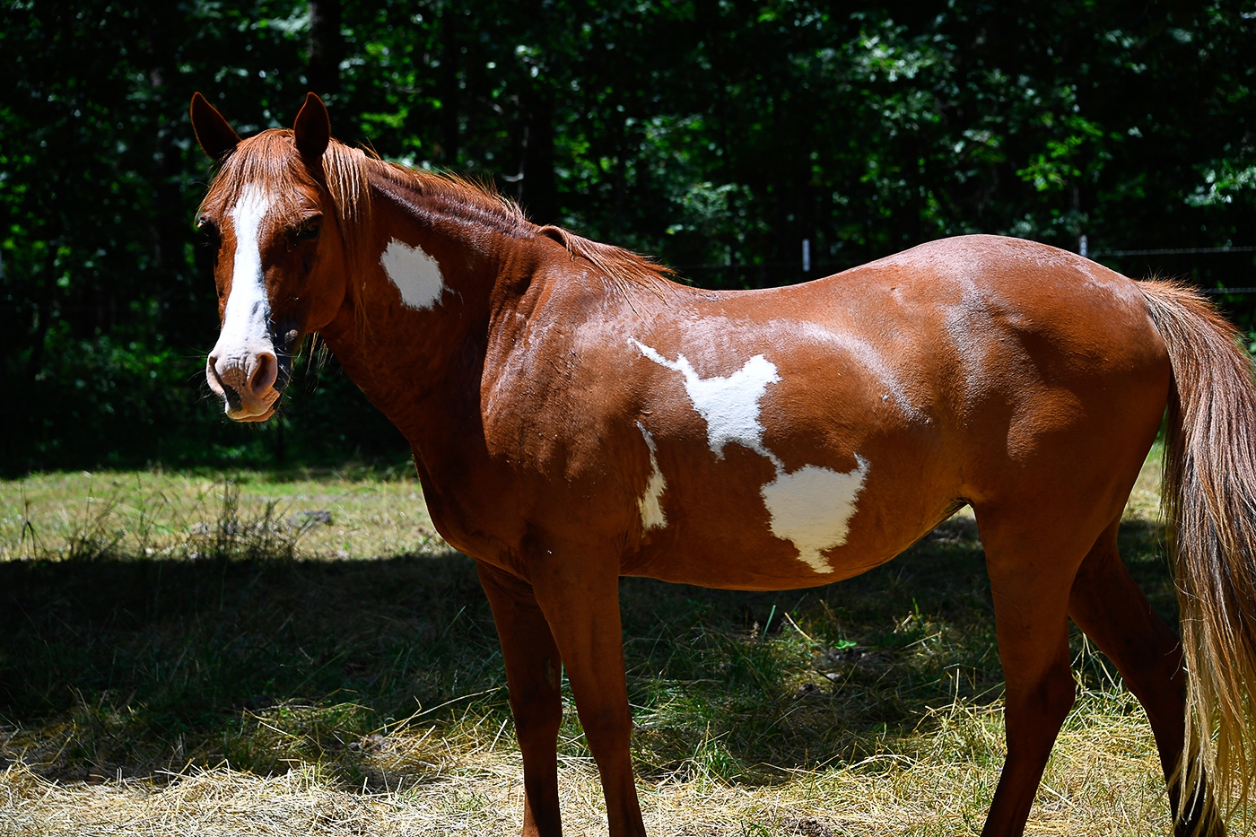 Brown Horse photo
