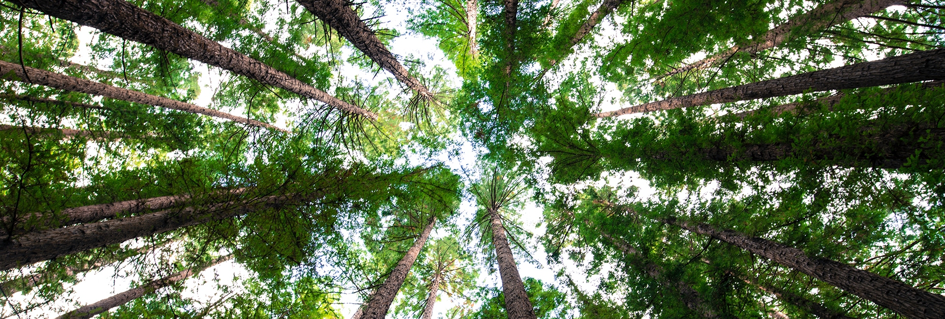 Forest Canopy